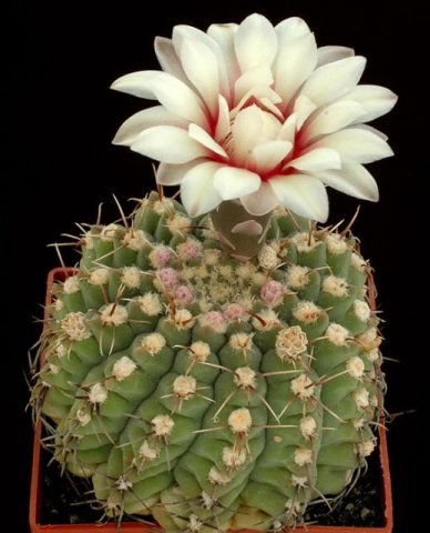 Gymnocalycium_parvulum